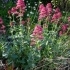Centranthus ruber -- Rote Spornblume